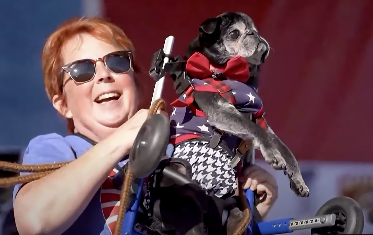 Новый год 2025. Как выглядят главные елки в разных городах Украины (фото)